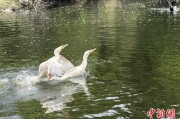 龟壳摇卦吉林：罕见白鸬鹚连续两年“故地重游”