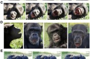 龟壳摇卦国际最新研究：机器人“打哈欠” 黑猩猩被传染